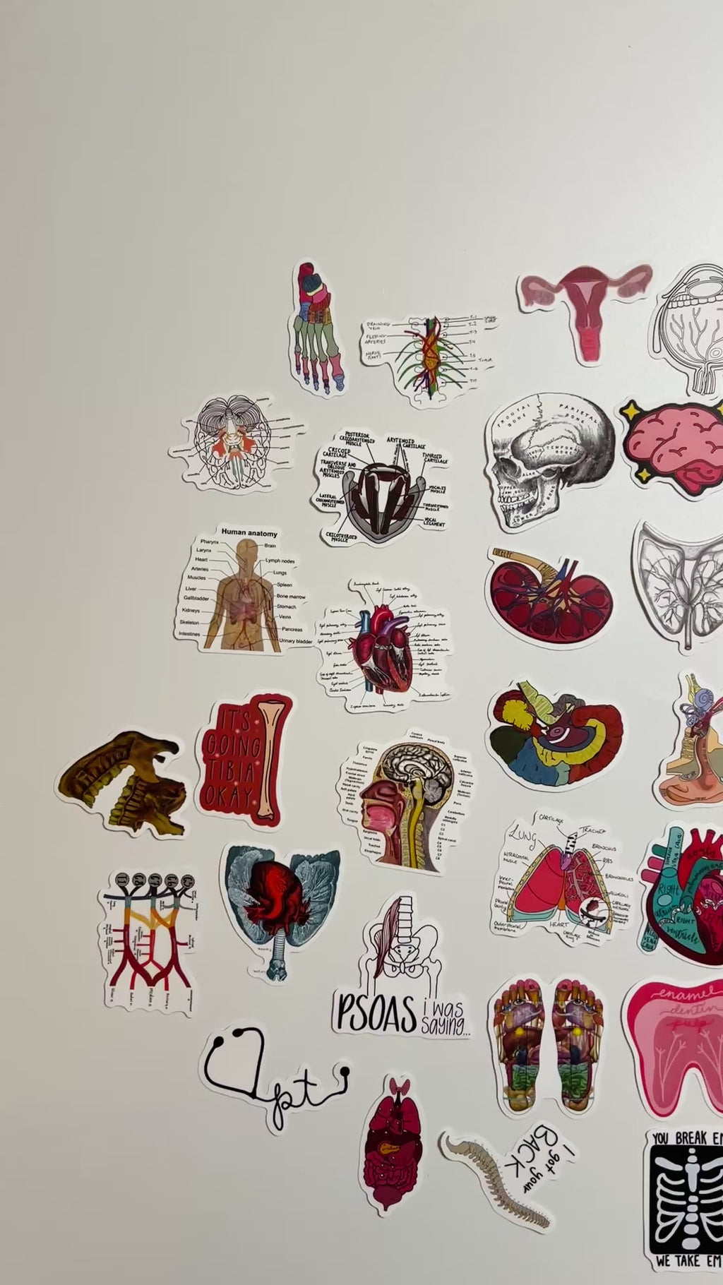 🧠 Human Anatomy Science Stickers
